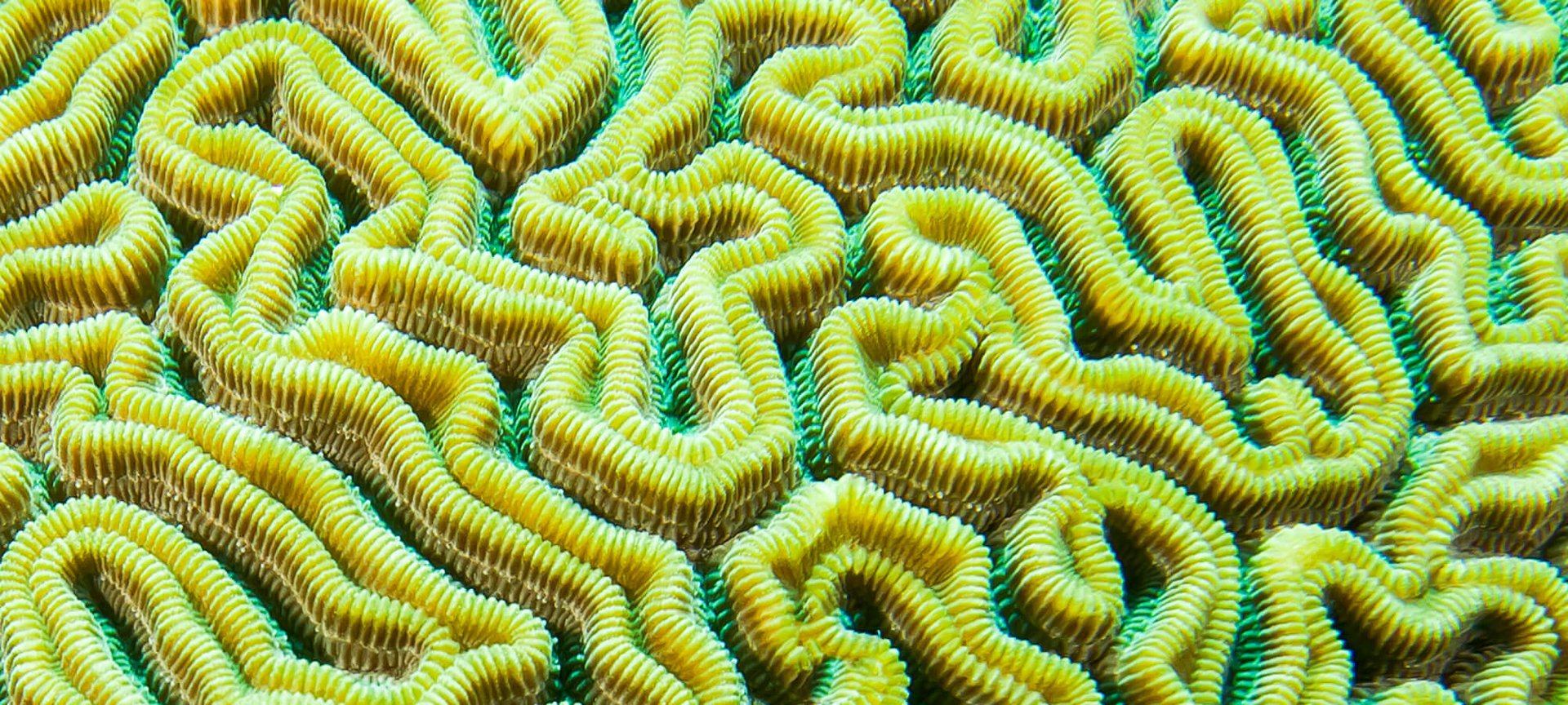 Seaweed Your Way To Great Skin Article