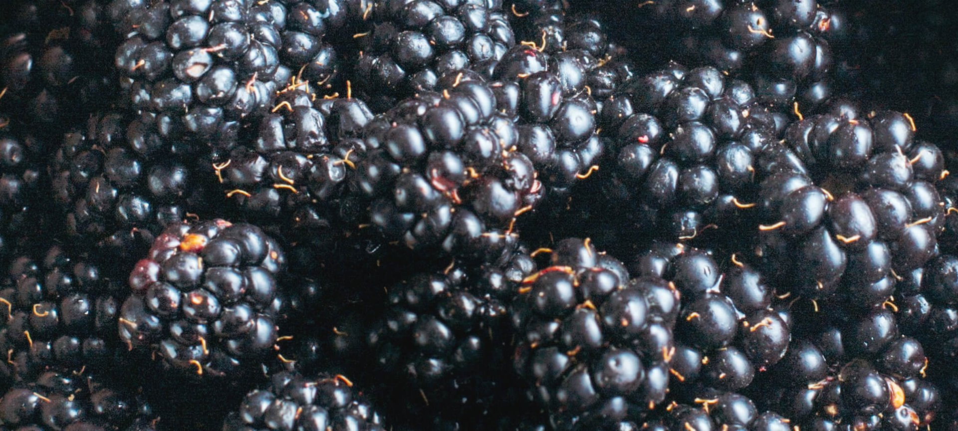 The Power Of Beauty Boosting Blueberries Article